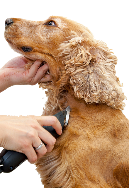 Dog Clipping