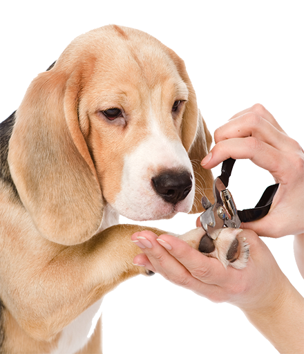 Nail Clip
